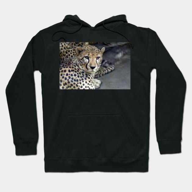 CHEETAH Hoodie by dongila5